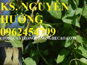 Chuyên cung cấp cây giống đẳng sâm và sản phẩm đẳng sâm chất lượng cao