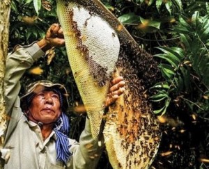 Mật ong rừng Tây Nguyên 100%