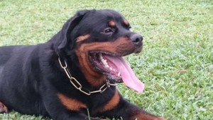 Rottweiler đức dòng đại