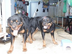 Bán rottweiler giống