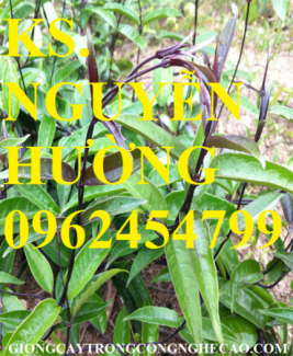 Chuyên cung cấp cây giống ba kích và sản phẩm ba kích củ chất lượng cao