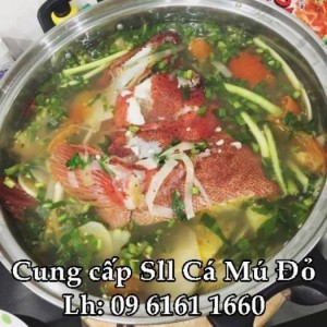 Cung cấp số lượng lớn Cá Mú đỏ huyện đảo Lý Sơn –Quảng Ngãi các nhà hàng, quán ăn....
