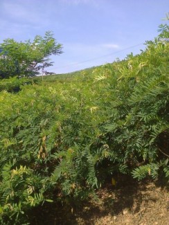 CÂT CỐT KHÍ