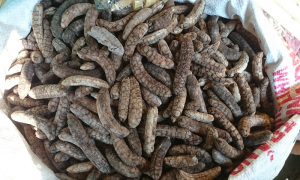 65.000đ/kg
Công Dụng Của Chuối Hột Rừng Tây nguyên
- Trị sỏi thận, sỏi bàng quang: Hạt chuối hột rang giòn, giã nát, sắc uống. Uống liên tục trong nhiều ngày, sỏi rã hết thành những viên nhỏ. Kết quả rất tốt. Muốn kiểm tra hiệu quả, sau khi uống thuốc, đi tiểu trong bô, sẽ thấy cặn sỏi dưới đáy bô.
- Trị táo bón ở trẻ: 1-2 trái chuối hột rừng chín, nướng lên cho trẻ ăn, khoảng mươi phút sau là đi đại tiện được.
- Trị sỏi bàng quang: Trái chuối hột rừng xanh xắt mỏng, sấy khô, sao vàng, hạ thổ trong vài ngày, mỗi lần dùng 50-100 g, sắc uống 2 lần trong ngày.
- Trị bệnh gút: Quả chuối hột rừng 3 g, củ ráy rừng 4 g, khổ qua 1 g, tì giải 2 g. Sao vàng hạ thổ, sắc uống.
- Trị hắc lào: Lấy nhựa từ trái chuối hột xanh bôi vào chỗ bị hắc lào sẽ bớt bệnh.
- Chữa viêm loét dạ dày: Quả chuối hột phơi khô, tán bột mịn, dùng uống hằng ngày.
- Xổ giun: Ăn quả chuối hột chín lúc đói, đẩy được giun ra ngoài.
- Chuối hột rừng tăng cường sức khỏe và thể lực sung mãn hơn