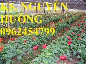 Chuyên cung cấp hoa đồng tiền, hoa đồng tiền nuôi cấy mô các màu số lượng lớn chất lượng cao