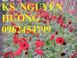 Chuyên cung cấp hoa đồng tiền, hoa đồng tiền nuôi cấy mô các màu số lượng lớn chất lượng cao