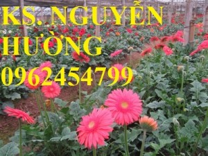 Chuyên cung cấp hoa đồng tiền, hoa đồng tiền nuôi cấy mô các màu số lượng lớn chất lượng cao