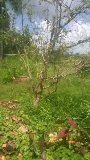 Cần bán 2cây mai.khoảng 25năm tuổi.