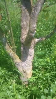 Cần bán 2cây mai.khoảng 25năm tuổi.