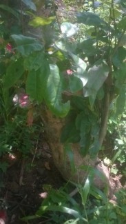 Cần bán 2cây mai.khoảng 25năm tuổi.