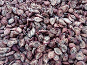 Táo mèo khô đặc sản của núi rừng Tây Bắc