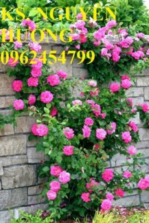 Chuyên cung cấp hoa hồng leo tường vi các màu chất lượng cao
