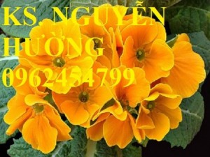 Chuyên cung cấp hạt giống hoa cây cảnh các loại chuẩn giống chất lượng cao