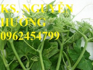 Chuyên cung cấp hạt giống rau củ quả các loại chuẩn giống chất lượng cao