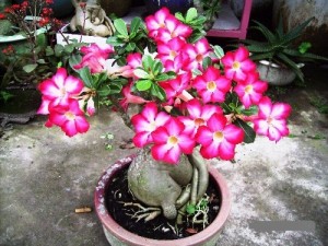 Sứ Thái Lan đang ra hoa, bộ củ bonsai đẹp