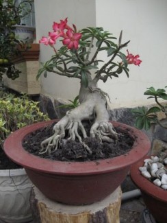 Sứ Thái Lan đang ra hoa, bộ củ bonsai đẹp