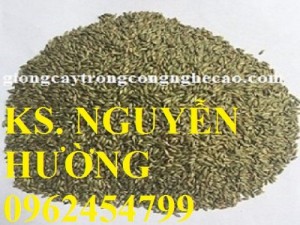 Chuyên cung cấp giống cỏ ghine và hạt giống cỏ ghinê chất lượng cao