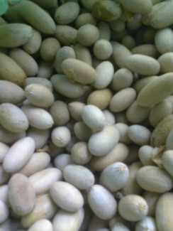 bán hạt giống rau sắng rau ngót rừng giá cả phải chăng