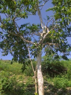 bán hạt giống rau sắng rau ngót rừng giá cả phải chăng