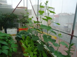 Một góc vườn tại gia