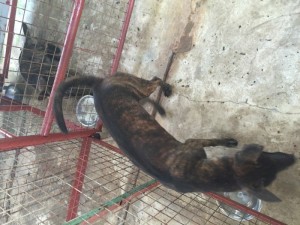 Phối giống chó phú quốc thuần chủng