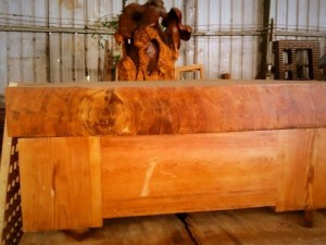 Phản Thông dầu ( Du Sam) hàng hiếm