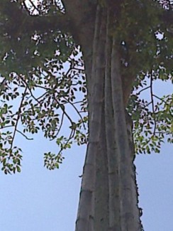 thuốc hậu sản cho phụ nữ