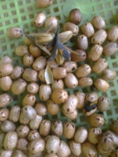 Bán hạt giống xoan đào năm chấm