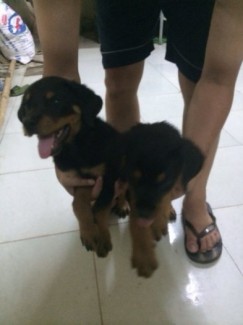 Bán chó Rottweiler thuần chủng tại Tp Hải Dương