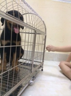 Bán chó Rottweiler thuần chủng tại Tp Hải Dương