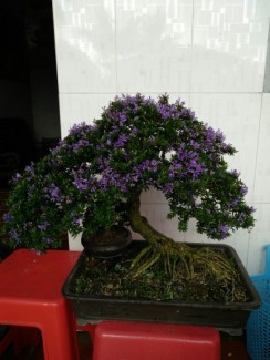 Cây Bonsai linh sam 86 tết