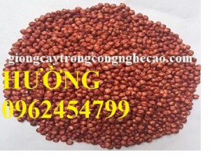 Chuyên cung cấp giống cỏ và hạt giống cỏ chăn nuôi các loại chất lượng cao