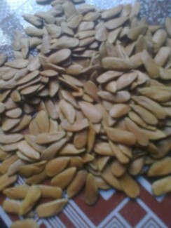hạt giống hoàng linh