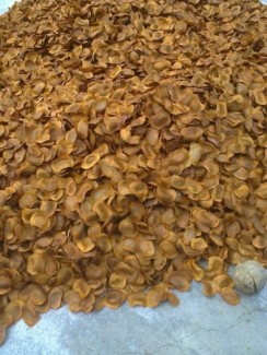 hạt xà cừ