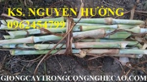 Chuyên cung cấp giống cỏ VA06 chất lượng cao