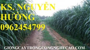 Chuyên cung cấp giống cỏ VA06 chất lượng cao