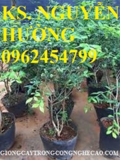 Bán hạt giống và cây giống việt quất chất lượng cao