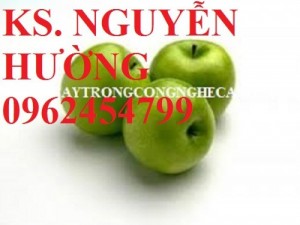 Chuyên cung cấp cây giống táo d28 chất lượng cao