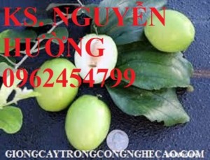 Chuyên cung cấp cây giống táo d28 chất lượng cao