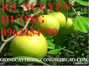 Chuyên cung cấp giống táo ngọt h12 chất lượng cao