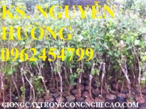 Chuyên cung cấp giống táo ngọt h12 chất lượng cao