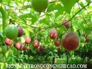 Chuyên cung cấp giống cây chanh dây chất lượng cao