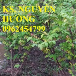 Chuyên cung cấp giống cây khế ngọt chất lượng cao