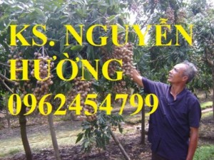 Chuyên cung cấp giống cây nhãn muộn chất lượng cao