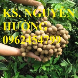 Chuyên cung cấp giống cây nhãn muộn chất lượng cao