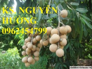 Chuyên cung cấp giống cây nhãn muộn chất lượng cao