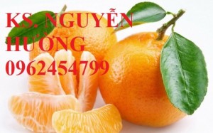 Chuyên cung cấp giống cây quýt đường thái lan chất lượng cao
