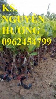 Chuyên cung cấp giống cây quýt đường thái lan chất lượng cao