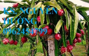 Chuyên cung cấp giống cây thanh long ruột đỏ uy tín, chất lượng