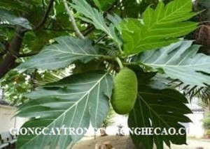 Chuyên bán giống cây sakê giá cả hợp lý